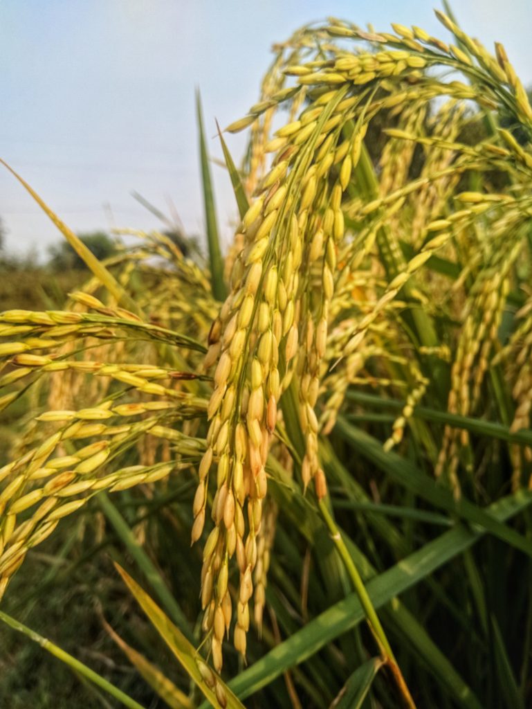 rice-plant