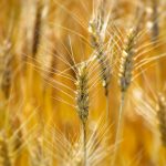 小麦畑の小麦