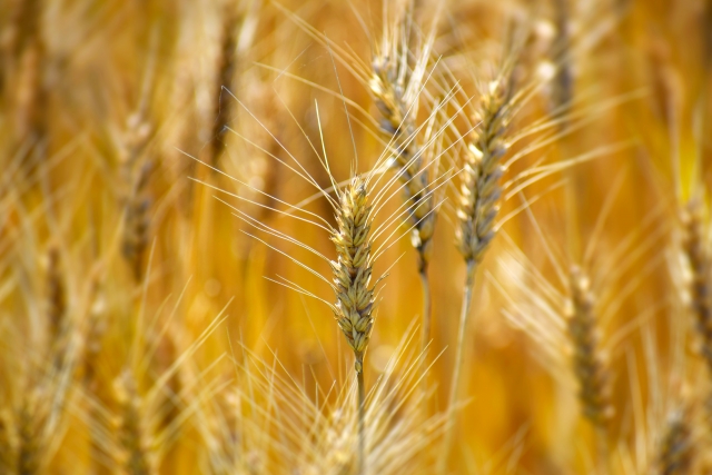 小麦畑の小麦